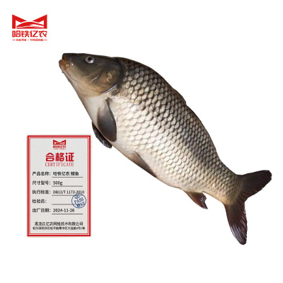 哈铁亿农 鲤鱼 500g/袋