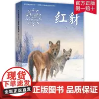 [2件32元]2020年暑期红豺 沈石溪动物小说感悟生命书系 红豺 经典文学9-15岁儿童中小学生课外阅读长篇小说故事书