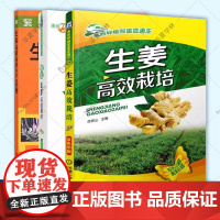 生姜种植技术书籍全三册 图说生姜高效栽培+生姜高效栽培+生姜高质高效生产200题 种植技术病虫防害技巧方法姜栽培储藏生产