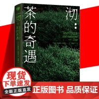 沏:茶的奇遇 带你领略茶文化的魅力与深邃 的茶 茶文化 饮食文化书籍 饮茶爱茶寻茶制茶 关于不同茶叶的冲泡方