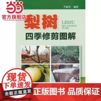 梨树四季修剪图解 于新刚 化学工业出版社 正版书籍