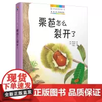身边的自然课5:栗苞怎么裂开了