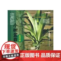 在家种小树盆栽真简单