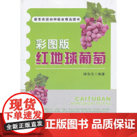 彩图版红地球葡萄