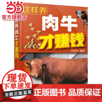 这样养肉牛才赚钱