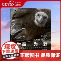 [央视网]生而为野 讲述为野而生的自然摄影师与生而为野的野生生物邂逅共鸣的故事 让自然走入人心DL