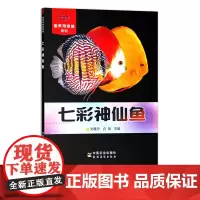 七彩神仙鱼(家养观赏鱼系列) 观赏鱼类 养殖 30490