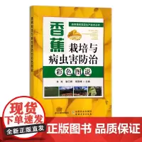 香蕉栽培与病虫害防治彩色图说 热带果树高效生产技术丛书 果树园艺 香蕉种植 30050