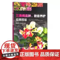三角梅品种、栽培养护应用图鉴 黄素荣,陈金花 园艺 花卉 花木 梅花 寒梅 园林 29280
