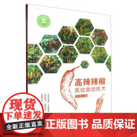 高辣辣椒高效栽培技术