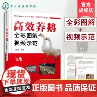 高效养鹅全彩图解 视频示范 畜禽高效养殖丛书 鹅的饲养管理书籍 鹅的健康养殖生产技术 鹅品种资源与利用 畜牧养殖技术人员