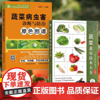 [全2册]蔬菜栽培技术大全+蔬菜病虫害诊断与防治原色图谱 蔬菜病虫害防治及安全用药蔬菜栽培种植技术大全 蔬菜生产技术书籍