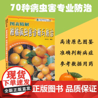 图表精解柑橘病虫害诊断与防治 全彩版 砂糖橘贡柑金柑种植病虫害管理 适合广大果农、农业科技人员和农业院校有关专业师生参考
