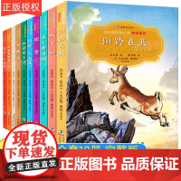 沈石溪动物小说全集正版珍藏版十大经典必读的书 小学生课外阅读书籍三四五六年级 斑羚飞渡再被狐狸骗一次最后一头战象第七条猎