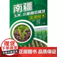 南疆玉米、小麦高效栽培实用技术
