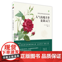 玫瑰月季盆栽入门