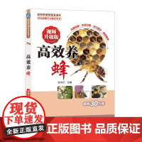 养蜂 视频升级版