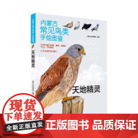 《内蒙古常见鸟类手绘图鉴-天地精灵》