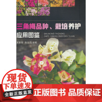 三角梅品种、栽培养护应用图鉴