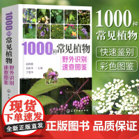 1000种常见植物野外识别速查图鉴 杨辉霞 家庭书籍野外识别原植物鉴别图册中国常用手册 图识别与应用图典图谱