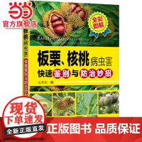 板栗、核桃病虫害快速鉴别与防治妙招 王天元 化学工业出版社 正版书籍