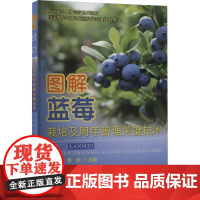 图解蓝莓栽培及周年管理关键技术 董畅 覃杨 编 9787565531729 中国农业大学出版社