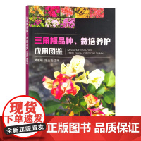 三角梅品种栽培养护应用图鉴 黄素荣 陈金花 编 9787109292802 中国农业出版社