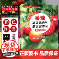 农业书籍番茄高效栽培与病虫害防治彩色图谱高效西红柿栽培病虫害防治种植技术大全书农药知识农作物现代大棚蔬菜作物育种学种植业