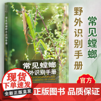 常见螳螂野外识别手册 好奇心书系 吴波 书中讲述对我国有分布的相对常见且有代表性的77种螳螂的形态特征生活习性 重庆大学