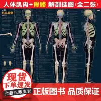 人体肌肉与骨骼解剖挂图 运动解剖学图谱 人体肌肉解剖书 解剖列车 人体解剖彩色学图谱 奈特人体解剖学图谱