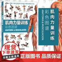 肌肉力量训练彩色图谱 肌肉锻炼指南 肌肉训练图解教程书籍 运动健身健美训练书健身书籍 科学运动健美增肌 人民邮电出版社