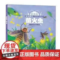 夜间精灵:萤火虫