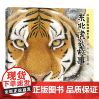 中国物种系列东北虎的故事大气磅礴的画面呈现出森林之王的威震撼人心的纸上动物记录片儿童知识科普绘本蒲公英正版