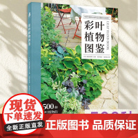 出版社 绿手指园艺图书《彩叶植物图鉴》(日) 荻原范雄主编; 药草花园 陆蓓雯译 500种彩叶植物的应用与搭配