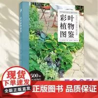 出版社 绿手指园艺图书《彩叶植物图鉴》(日) 荻原范雄主编; 药草花园 陆蓓雯译 500种彩叶植物的应用与搭配