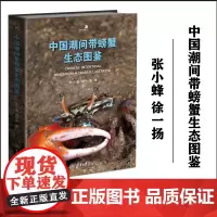 正版 中国潮间带蟹类图鉴 张小蜂、徐一扬 著 9787568937719 重庆大学出版社