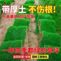 诚智旺 草坪 LCP-1 /平方米
