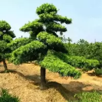 诚智旺 迎客松 高2.5-3米 /棵