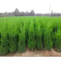 诚智旺 侧柏 高度90-100cm /棵