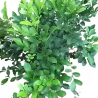 诚智旺 九里香 高30-40cm /棵