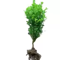 诚智旺 瓜子黄杨 高30-40cm /棵