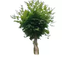 诚智旺 国槐 直径15cm /棵