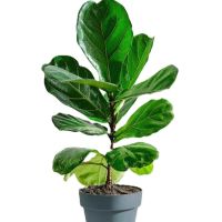 诚智旺 家养琴叶榕 50-70cm /盆