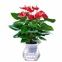 诚智旺 红掌 30cm /盆