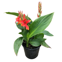 诚智旺 美人蕉 带盆/盆