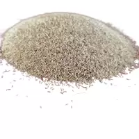 诚智旺 披碱草草籽 净籽/千克