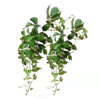 诚智旺 三叶爬山虎种子 净籽/千克