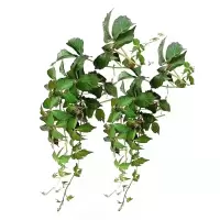 诚智旺 三叶爬山虎种子 净籽/千克