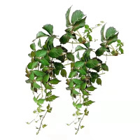 诚智旺 五叶爬山虎种子 净籽/千克