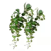 诚智旺 五叶爬山虎种子 净籽/千克